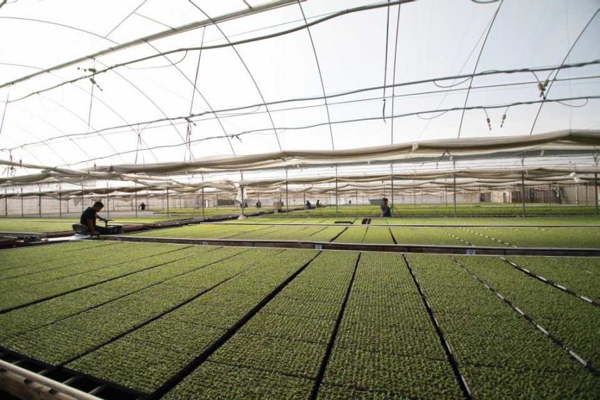 Altman Plants/Color Spot Nurseries: Consolidation At The Top - Greenhouse  Grower