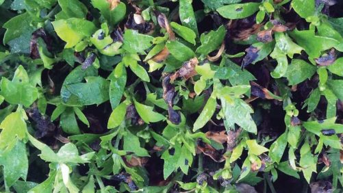 Understanding and Defining Plant Disease Resistance
