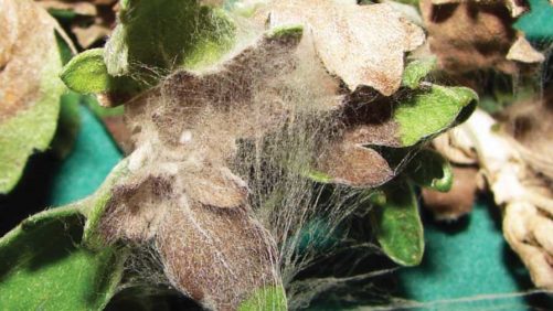 Tips to Minimize Late-Stage Foliar Disease Pressure in Garden Mums