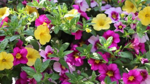 Start Planning for Next Season With News About Plant Introductions for 2021