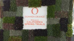 Dümmen Orange Builds It Beautiful With New Plants for 2020