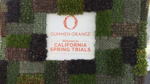 Dümmen Orange Builds It Beautiful With New Plants for 2020