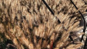 New Infertile Ornamental Grasses for Better Blooms