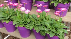 Floral Training Tools Your Team Can Utilize from SAF