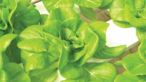 Survey To Address Knowledge Gaps in Greenhouse Vegetable Food Safety