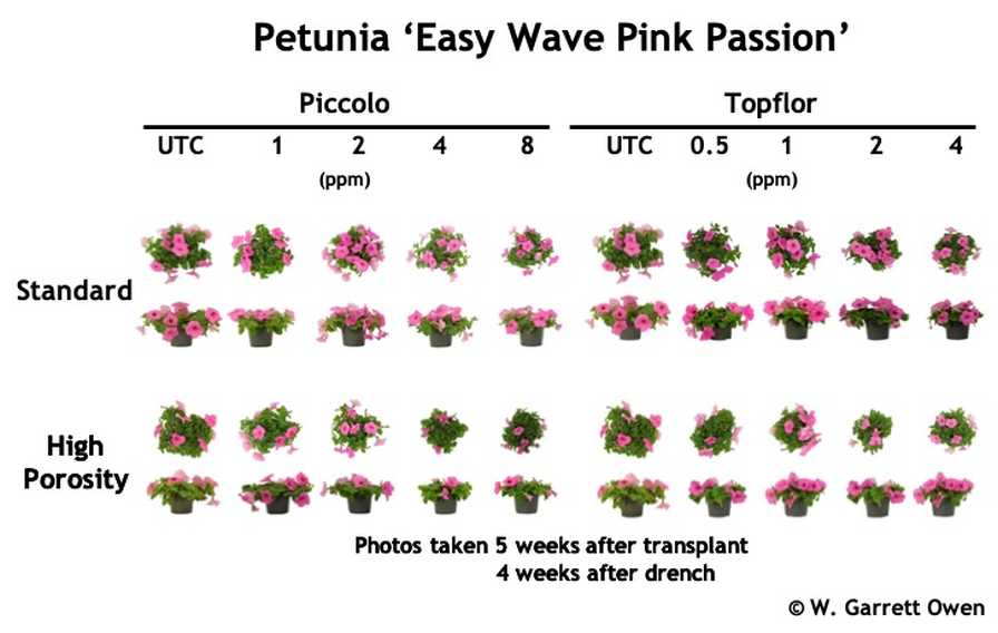 Petunia PGR trial graphic