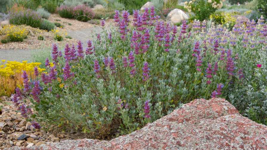 Salvia pachyphylla