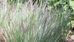 And The 2022 Perennial Plant of the Year Is ….