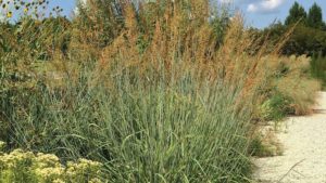 Behold the Magic of Warm-Season Grasses