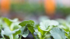 Why Data Drives Everything in Greenhouse Plant Production