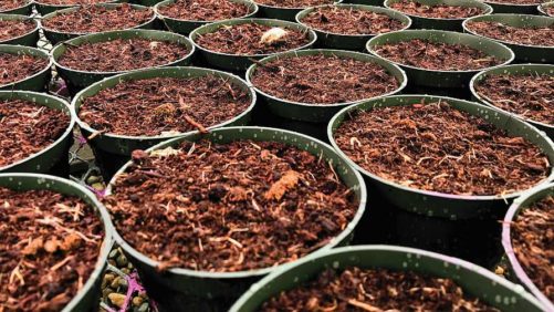 12 New Plant Industry Research Projects to Know About