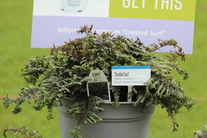 Athyrium ‘Crested Surf’ (Proven Winners Perennials/Walters Gardens)