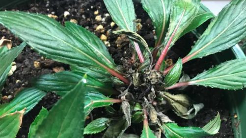 Cool Temps Bring Higher Risk of Cyclamen Mites