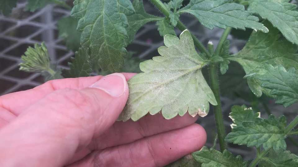 Lalstop G46 Biofungicide from Jet Harvest/Lallemand Plant Care