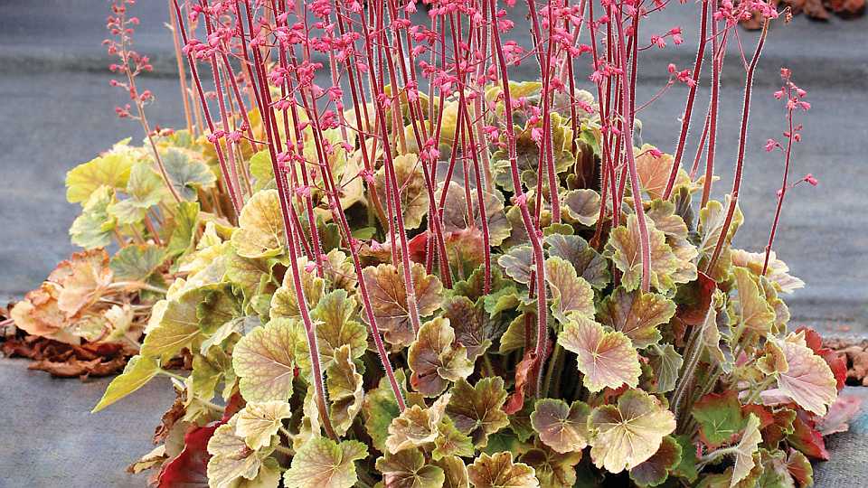 Heuchera ‘Northern Exposure Sienna’  (Terra Nova Nurseries)