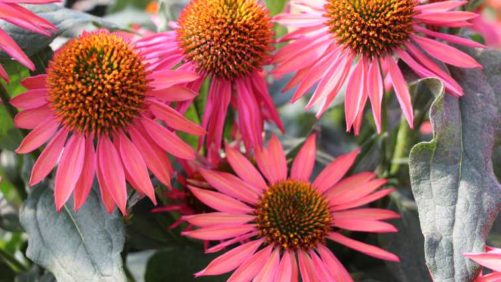 16 New Shrubs and Flowering Perennials For Your 2020 Crop Mix