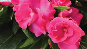 10 New Plants to Watch For in 2020