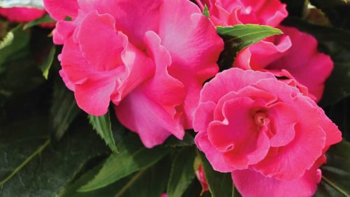 Industry’s Choice Best New Plant Variety Finalists Announced for 2019