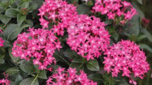 Why Proven Winners Won’t Be at California Spring Trials 2020