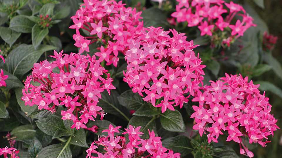 Pentas Sunstar Series (Proven Winners)