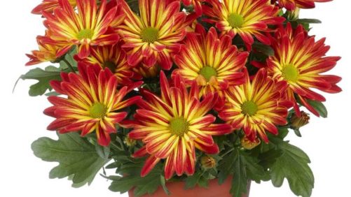 Expert Tips for Successful Production of ‘Rainbow Sunset’ Potmum