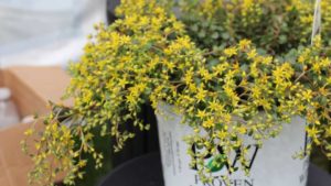 Proven Winners Scholarships Recognize Next Generation of Plant Breeders