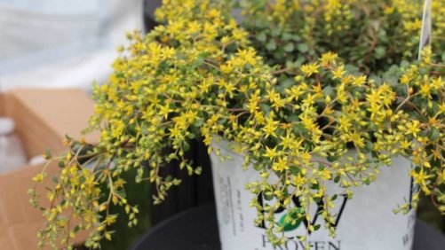 Proven Winners Scholarships Recognize Next Generation of Plant Breeders