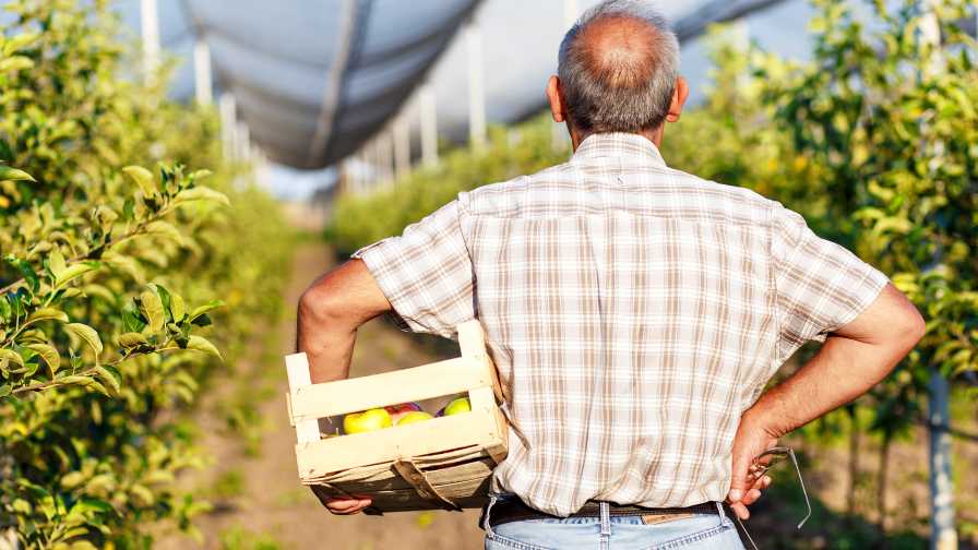 Succession and exit planning graphic featuring an old farmer or grower looking over their greenhouse crops