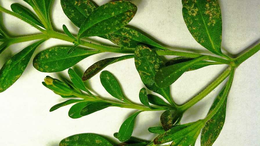 Thrips feeding on Calibrachoa greenhouse pests
