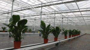 Best Plant's Spathiphyllum