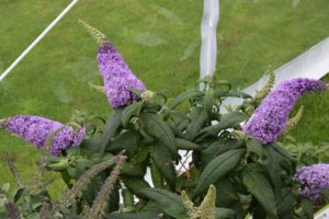 Buddleia 'Pugster Amethyst' (Proven Winners)