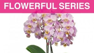 Floricultura Launches New Phalaenopsis Series