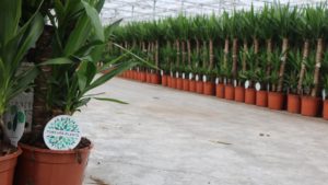Forever Plants Yuccas