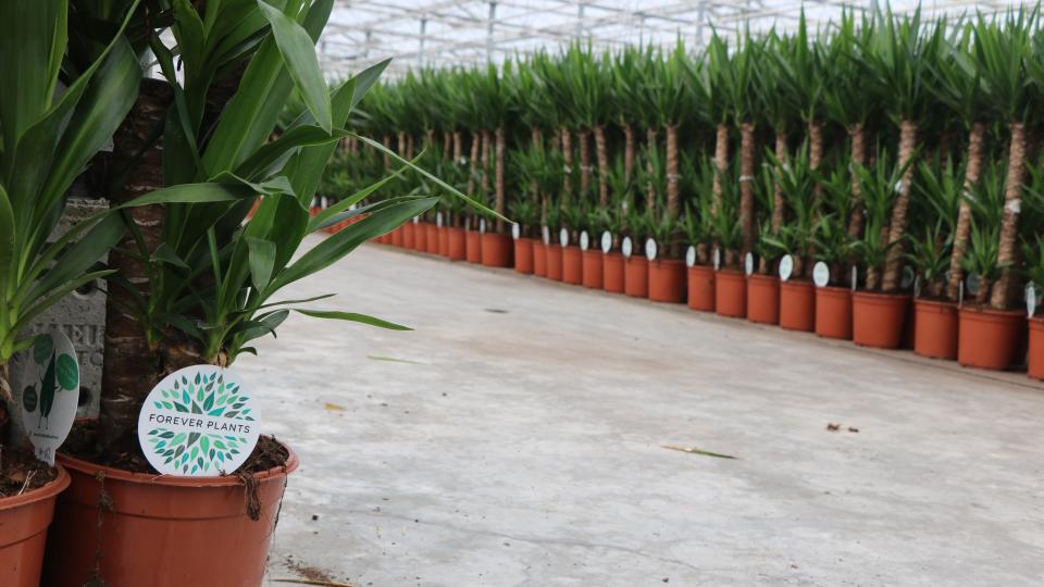 Forever Plants Yuccas