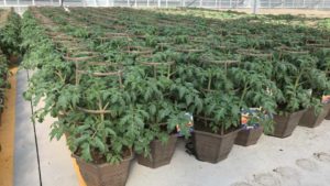 What Works for the Home Gardening Vegetable Market