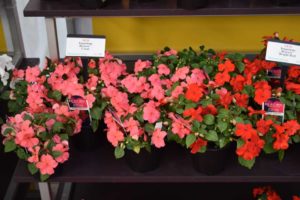2019 Industry and Readers’ Choice Winner: Beacon Impatiens (PanAmerican Seed)