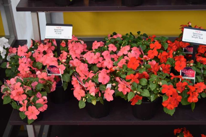 2019 Industry and Readers’ Choice Winner: Beacon Impatiens (PanAmerican Seed)
