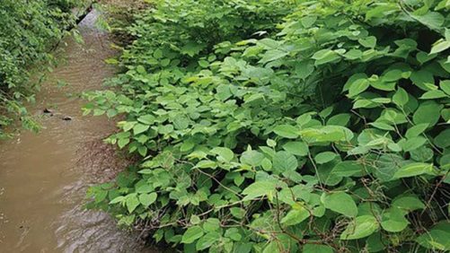 Latest Greenhouse Training Online Courses Address Weed Management, Hydroponic Vegetables