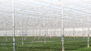 Keep Your Spanish-Speaking Workers in the Loop on Greenhouse Production