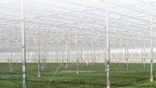 Keep Your Spanish-Speaking Workers in the Loop on Greenhouse Production
