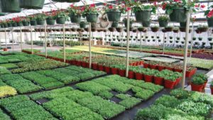 Tips on Holding Plants in the Greenhouse During COVID-19