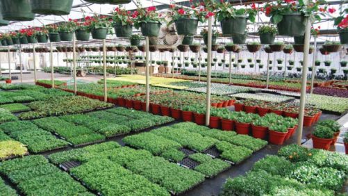 How Strategic Crop Grouping Can Ease Spring Greenhouse Production Concerns