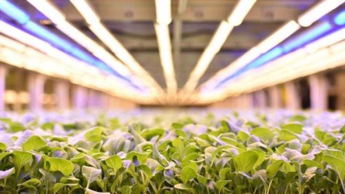 Vertical Farming Company Going Public