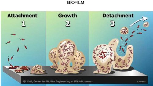 Why Biofilm Can Threaten Your Greenhouse Irrigation System
