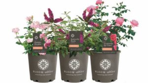Star Roses and Plants Unveils New Bloomables Brand