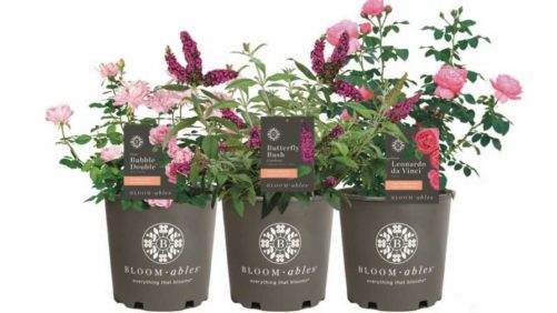 Star Roses and Plants Unveils New Bloomables Brand