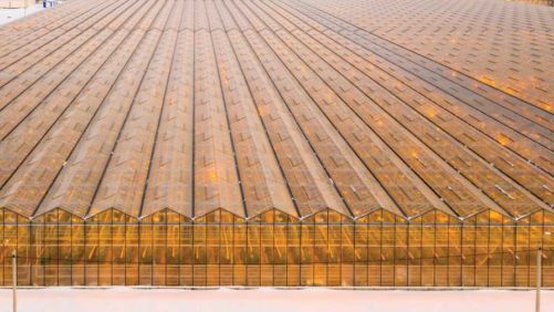 How Technology Can Improve Profitability in Greenhouse-Grown Cannabis