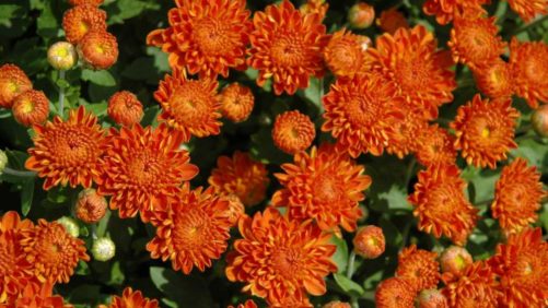 Five Floriculture-Focused Stories That Captured Your Attention