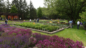 Darwin Perennials Day Goes Digital