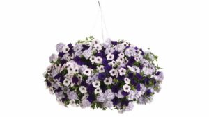 Do You Lilac It? (Proven Winners/Four Star Greenhouse)